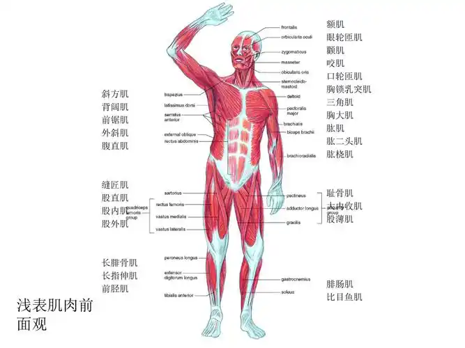 人体解剖生理学实验实验二肌肉系统