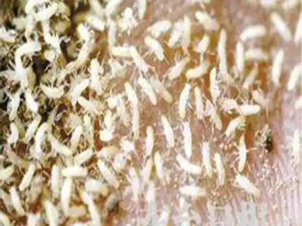 金蝉幼虫养殖技术