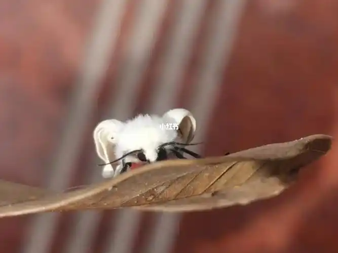 好漂亮的扑棱蛾子