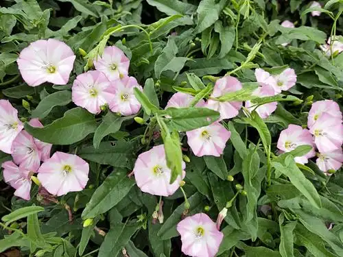 野生的田旋花爬满院子,早上太阳起来慢慢打开小喇叭