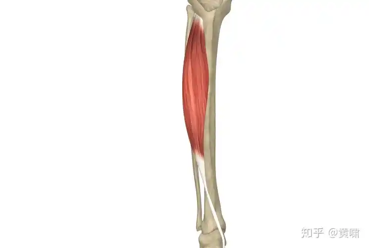 后面两块分别叫做比目鱼肌和腓肠肌.