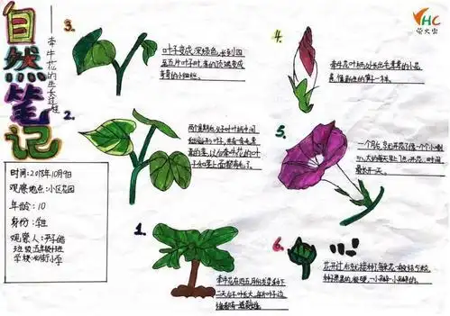 牵牛花自然笔记手抄报读书笔记手抄报