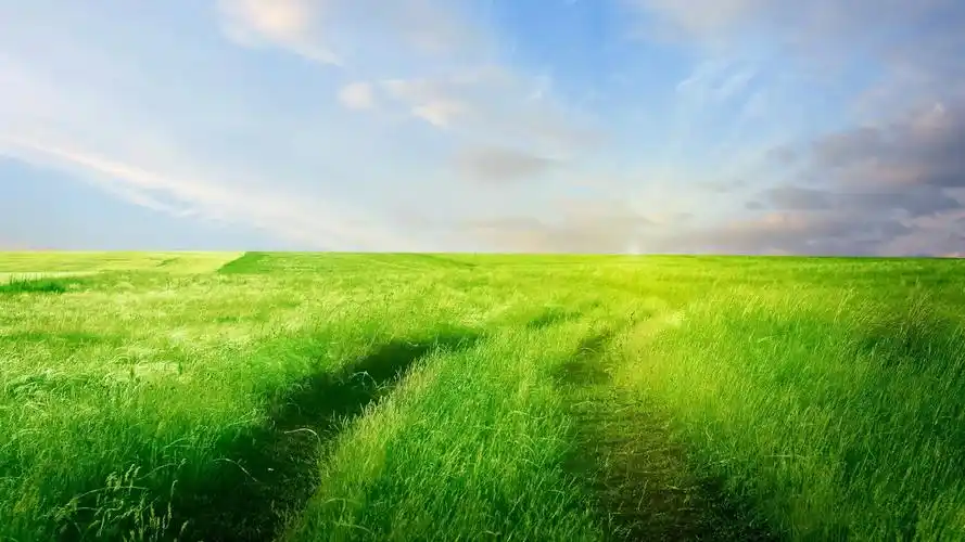 美丽的绿色草原风景