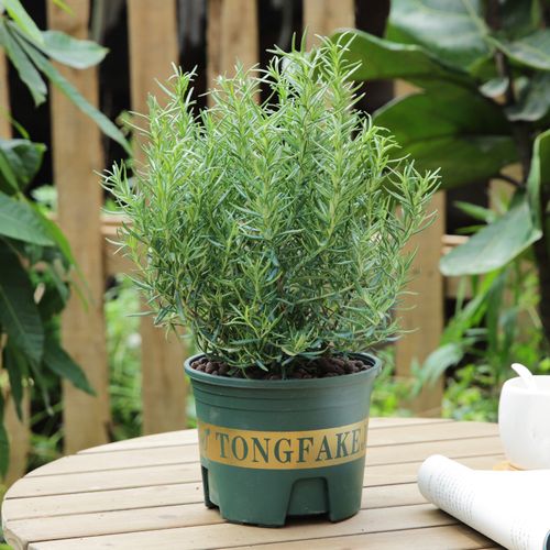 迷迭香盆栽植物大苗可食用香草盆栽花卉室内阳台四季好养绿植