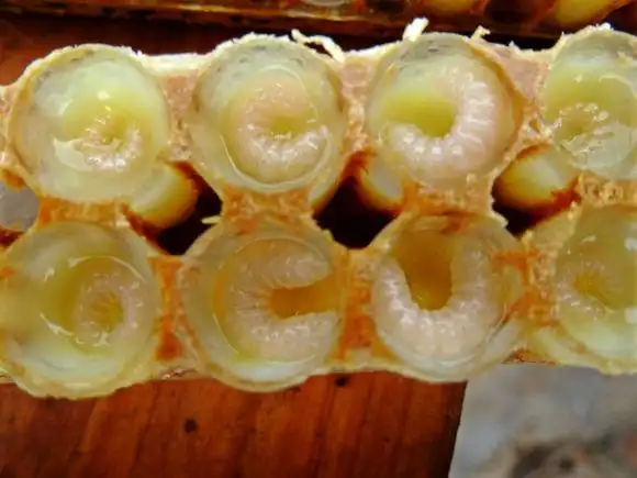 食用蜂王浆的蜜蜂幼虫