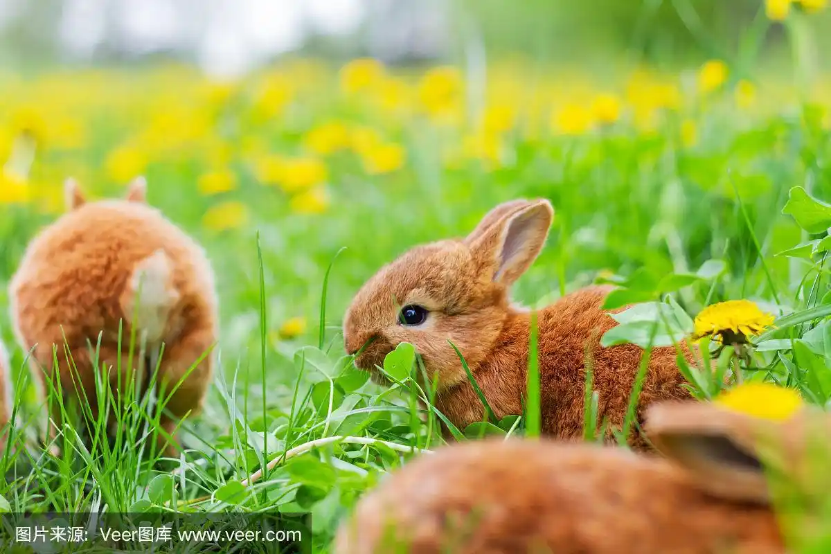 可爱的兔子在绿草丛中吃三叶草