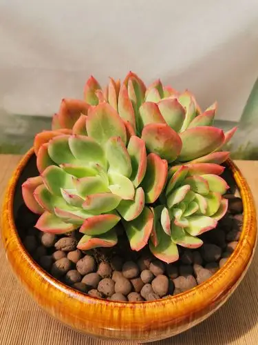 云南多肉植物绮罗养护方法