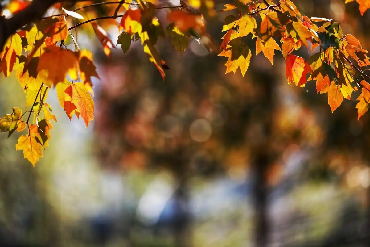 不去枫叶岛, 不知晚秋的美丽;不赏红叶;怎知秋天的诗意,时光 - 抖音