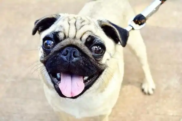 原创狗狗眼睛有这6种情况宠主要留意了它可能生病了