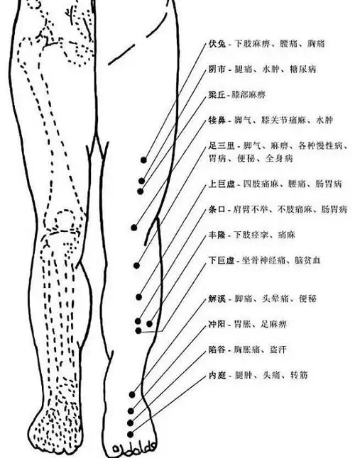 腿部经络图6条的走向及穴位图,四肢经络口诀更好记忆