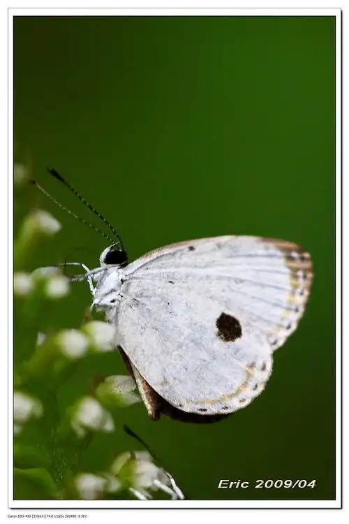 香港蝴蝶-黑丸灰蝶