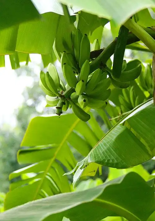 风光摄影-35 又到芭蕉结果时>