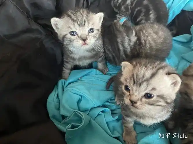 美短和英短杂交好看吗?养猫的来戳戳 - 知乎