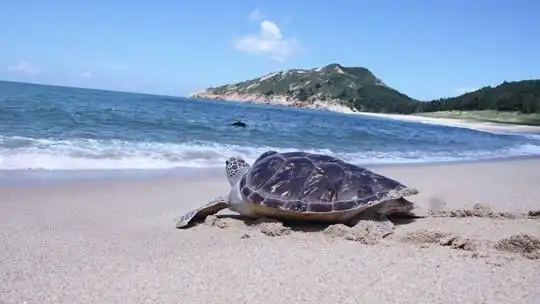 惠州海龟湾旅游区