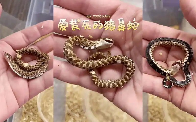 一上手就装死的猪鼻蛇,蠢萌蠢萌的!