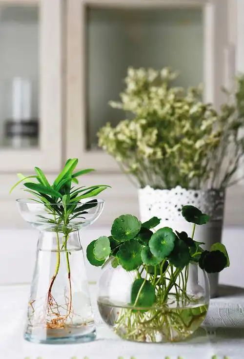 水培花卉怎么种植-最好养的10种水培植物