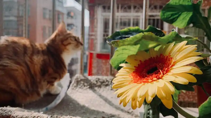 猫与菊