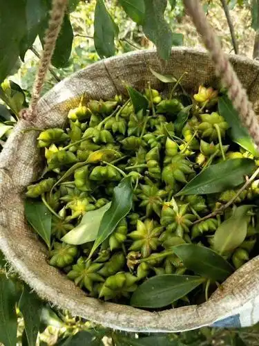 一晚价格就上涨2元,广西特产香料,八角价格为何疯涨?