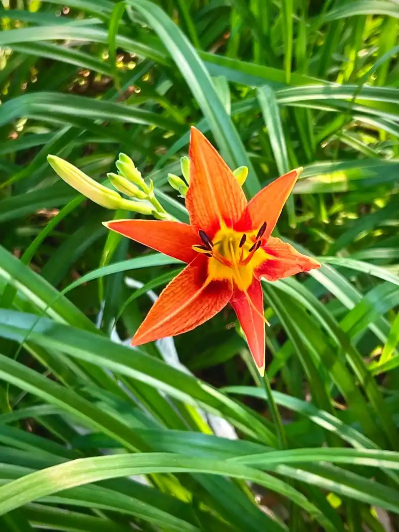 萱草花象征母亲的花植物文化