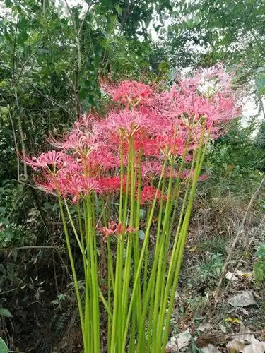 野外看到一丛丛的"幽灵花",知道后面的故事,感到后背发凉