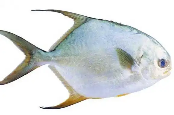 淡水白鲳有点像海水鲳鱼,侧扁成盘状,背较厚,口端位,无须.