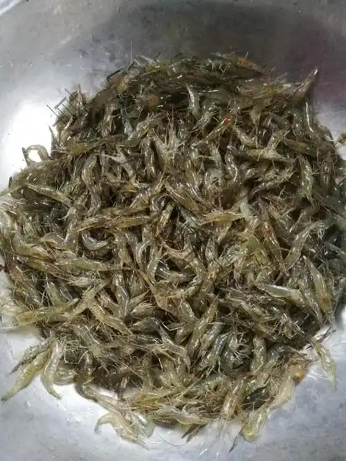 新鲜鲜活淡水小河虾青虾草虾米虾现货活虾速冻3斤