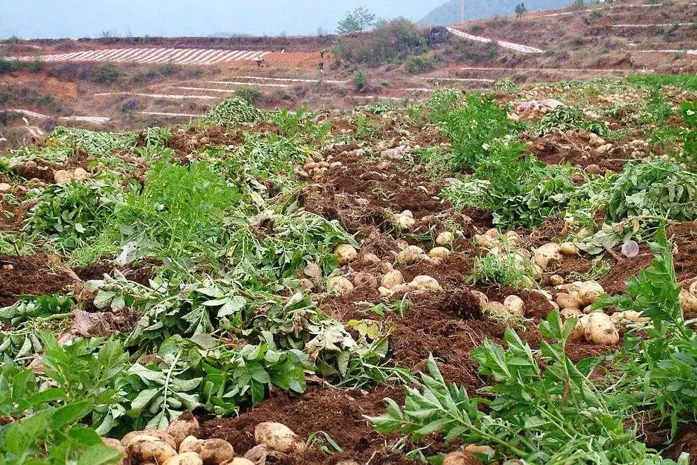 土壤以沙土地为多,这样的土质适合种植西瓜,红薯,土豆等农作物