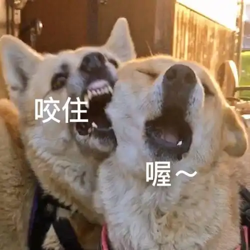 喔!表情包 - 表情图