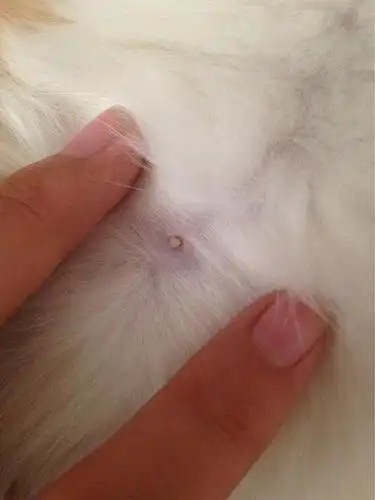 急猫咪皮肤里有疙瘩远看就像蛆虫