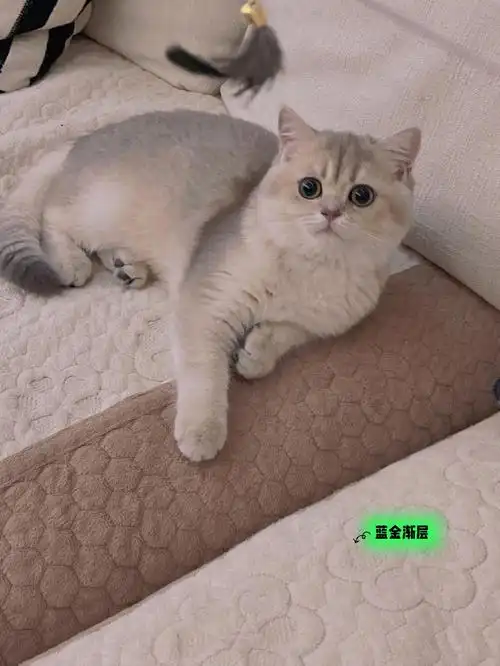 我的萌宠  今日份甜美,糖分超标了#我家宠物好可爱  #英短蓝金渐层