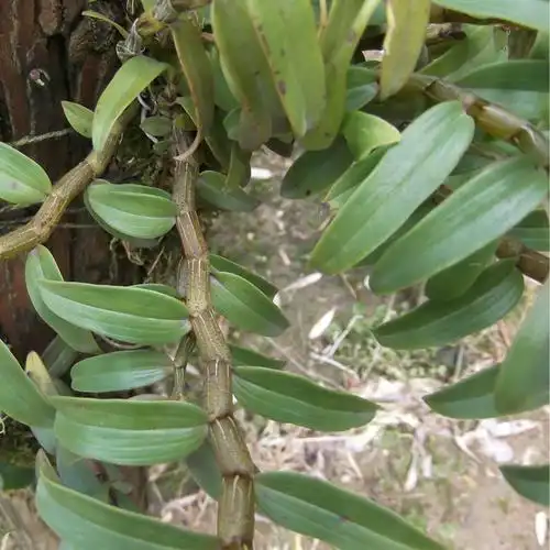 正宗**优质红杆软脚铁皮石斛三年生鲜条仙草 基地批发 满百.