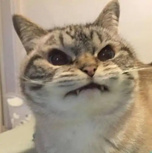 可爱头像可爱又沙雕的猫咪头像