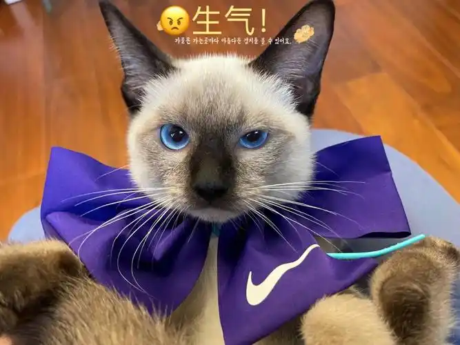 小猫猫的微表情暹罗猫
