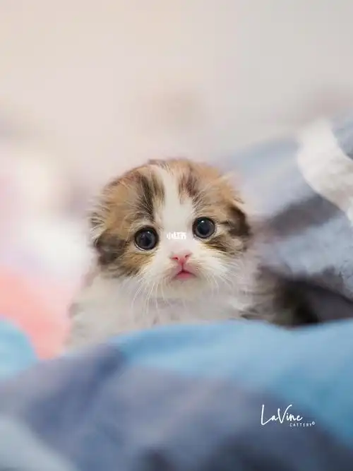 苏格兰折耳猫奶