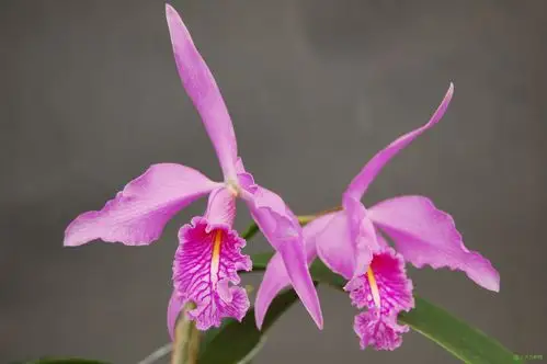 马克西马卡特兰cattleya maxima lindl.