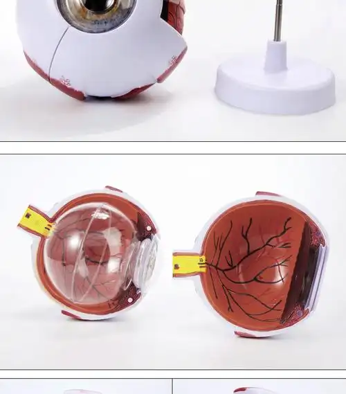 眼眶 眼球模型 10部件可拆卸【图片 价格 品牌 报价】