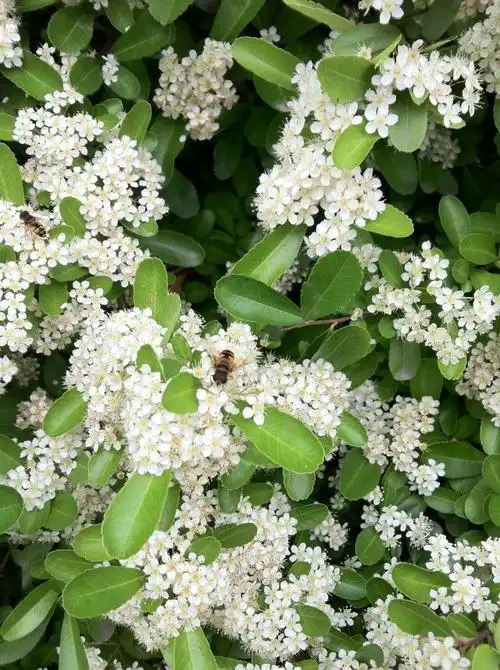 每日一花米兰花养护方法大全