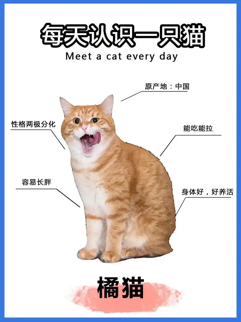 每天认识一只猫 ——橘猫