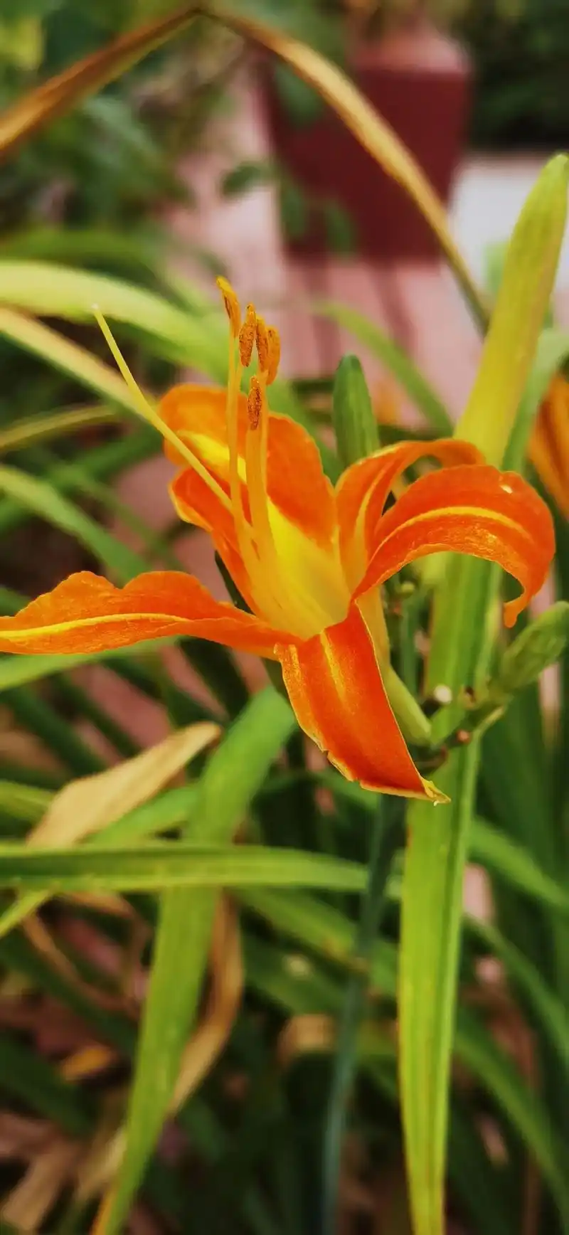 萱草花,也被称为忘忧草,在中国传统文化中具有深厚的象征意义