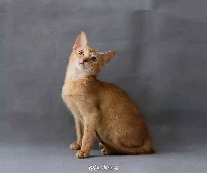 节#【猫小院·阿比西尼亚专区】猫小院自家繁育的红阿比宝宝高贵优雅