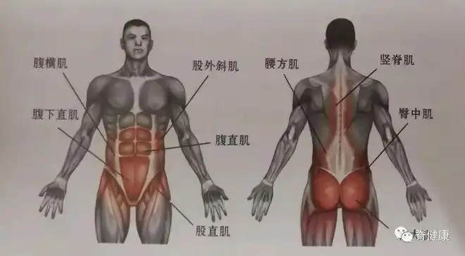 负责保护盆骨,脊椎的稳定性,包括我们的腹斜肌,腹横肌,盆骨肌,多裂肌