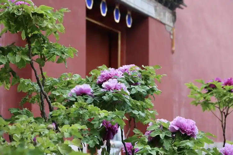 宫廷牡丹一一景山公园里的牡丹一一皇家后花园.(资料片)