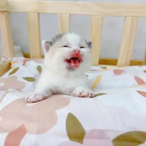 英短三花小可爱