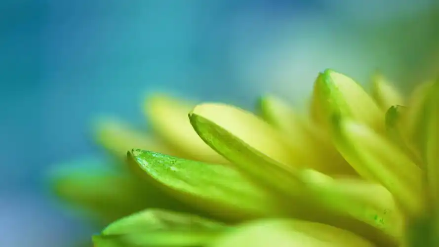 护眼壁纸【427】壁纸是一款电脑壁纸,属于小清新分