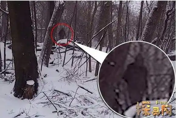 大脚怪的第一次目击事件是在在1920年左右,西北地区有人目睹野人沙斯