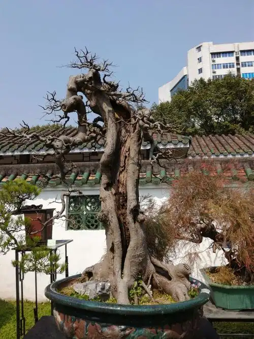 岭南西苑盆景欣赏