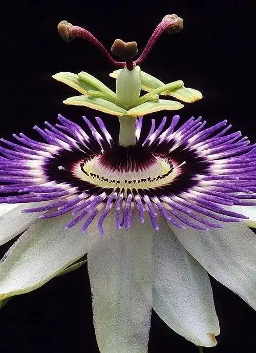 60种稀世奇花,一种都没见过,—定要看看!