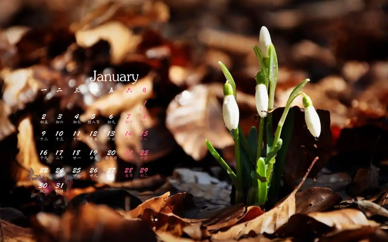 2017年1月雪滴花唯美电脑桌面高清日历壁纸