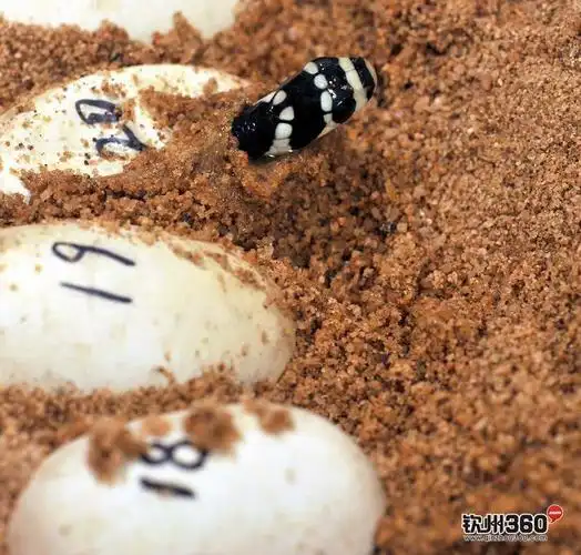 实拍眼镜王蛇破壳出生记 (高清图)