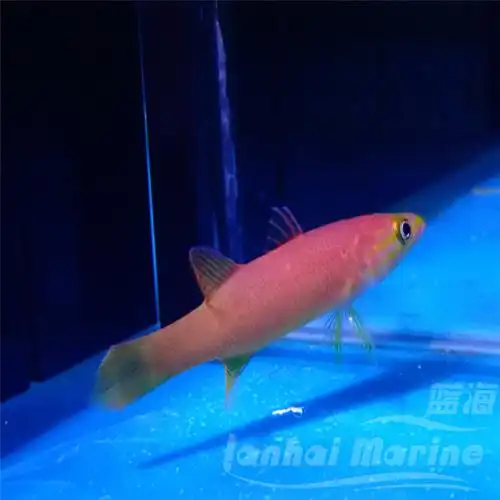 海水黄金瑞士观赏鱼水族宠物海鱼活体顺丰鱼